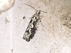 Image of Chimoptesis pensylvaniana