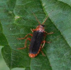 Cantharis annularis
