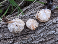 Hypomyces tubariicola