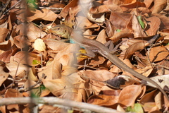 Pholidoscelis auberi