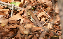 Pholidoscelis auberi