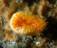 Balanophyllia