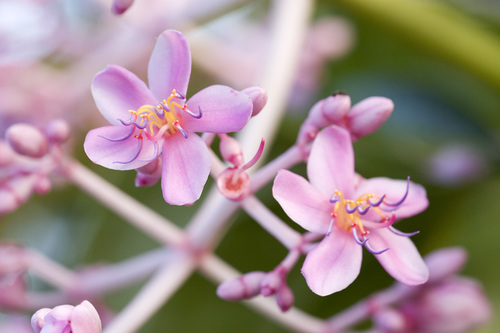 Medinilla teysmanni
