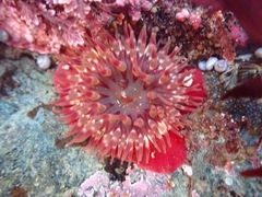 Cribrinopsis albopunctata