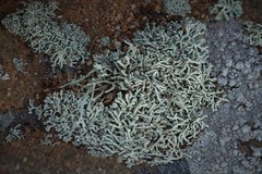 Lecanora phryganitis