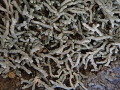 Lecanora phryganitis