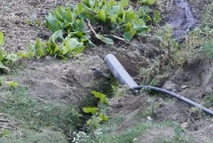 Trochalopteron variegatum