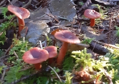 Lactarius subviscidus