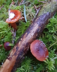 Lactarius subviscidus