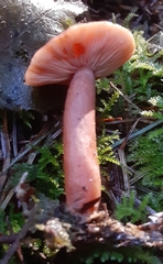 Lactarius subviscidus
