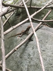 Anolis tropidonotus