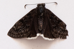 Erynnis tristis tatius