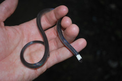 Enuliophis sclateri