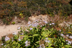 Aster albescens