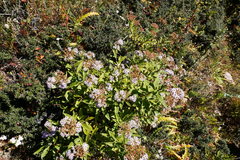 Aster albescens