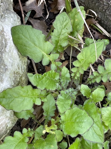 Youngia japonica