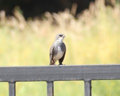 Diuca diuca chiloensis