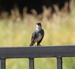 Diuca diuca chiloensis
