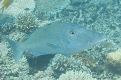 Lethrinus olivaceus