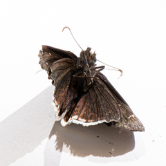Erynnis tristis tatius