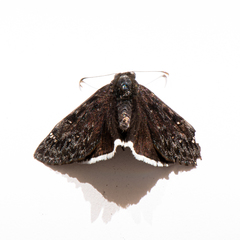 Erynnis tristis tatius