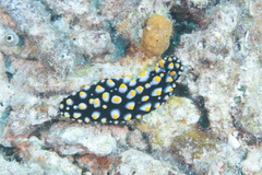 Phyllidia carlsonhoffi