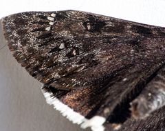 Erynnis tristis tatius