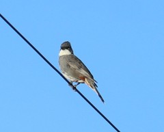 Diuca diuca chiloensis