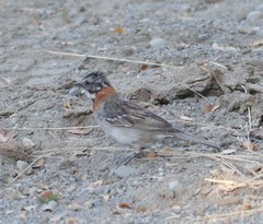 Zonotrichia capensis chilensis