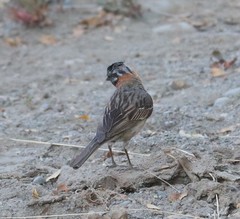Zonotrichia capensis chilensis
