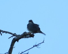 Diuca diuca chiloensis