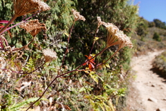 Selinum
