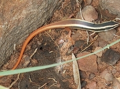 Morethia ruficauda ruficauda