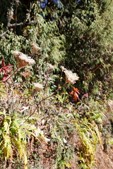 Selinum