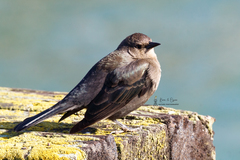 Euphagus cyanocephalus