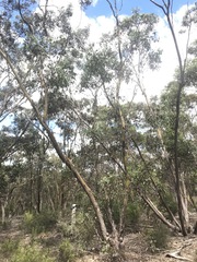 Eucalyptus behriana