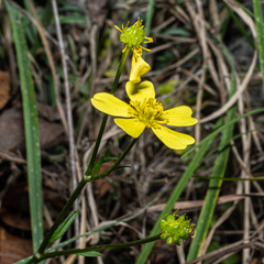 Ranunculus sierrae-orientalis
