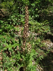 Pedicularis sibthorpii