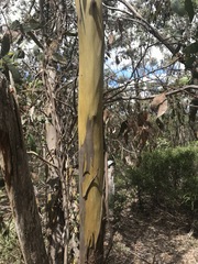 Eucalyptus behriana