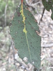 Eucalyptus behriana