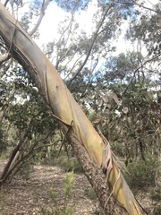 Eucalyptus behriana