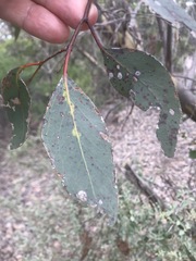 Eucalyptus behriana