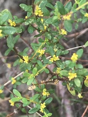 Pimelea hewardiana