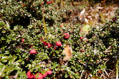 Cotoneaster microphyllus