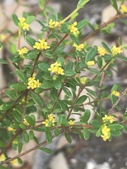 Pimelea hewardiana
