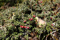 Cotoneaster microphyllus