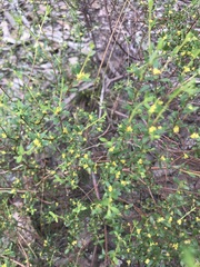 Pimelea hewardiana