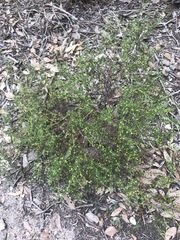 Pimelea hewardiana