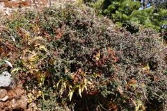 Cotoneaster microphyllus