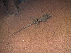 Agama